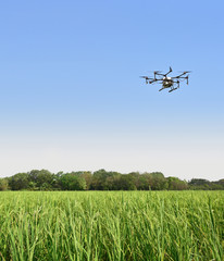 Smart farm use drone flying  spray on blue sky in the rice fields