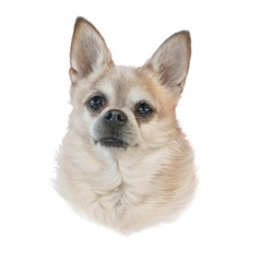The Chihuahua dog isolated on white background. Drawing of Head of a toy terrier. Animal art collection: Dogs. Realistic Portrait of a Cute puppy. Hand Painted Illustration of Pet. Design template