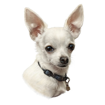 The Chihuahua dog isolated on white background. Drawing of Head of a toy terrier. Animal art collection: Dogs. Realistic Portrait of a Cute puppy. Hand Painted Illustration of Pet. Design template
