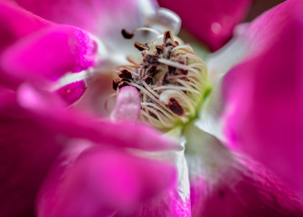 closeup pink rose flower
