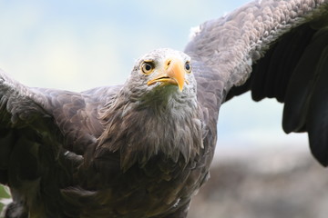 Seeadler