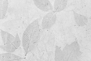 Leafs pattern of a plant stamped on the concrete, gray background