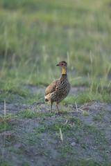 Yellow-necked Spurfowl seen at Masaimara , Kenya, Africa