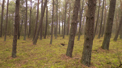 Fototapeta premium Landscape of pine forest, northern Poland.