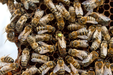 Beekeeping in the Czech Republic - honey bee, details of hive
