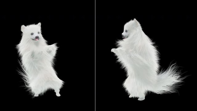 Dog Dance CG fur 3d rendering animal realistic composition, 3d mapping, cartoon, Animation Loop, With Alpha Channel	