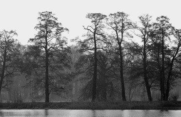 Monochromatic, black-and-white landscape of the lake and forest of the Stawy Raszynskie - Raszyn Ponds - wildlife bird reserve near Warsaw, Mazovia province in Poland
