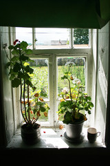 .An old window in the village, two pots of geraniums on the windowsill. View of the garden..