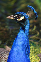 Obraz premium Single male Indian Peafowl - latin Pavo cristatus - known also as Common Peafowl or Blue Peafowl tropical bird natively inhabiting India subcontinent, in a city park