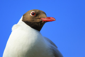 Single Black-headed gull - latin Larus ridibundus or Chroicocephalus ridibundus - known also as Laughing gull bird during the spring mating season in wetlands of north-eastern Poland