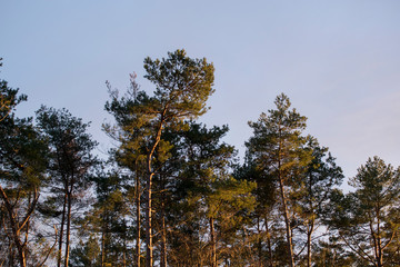 Obraz premium Kiefern Bäume Wald
