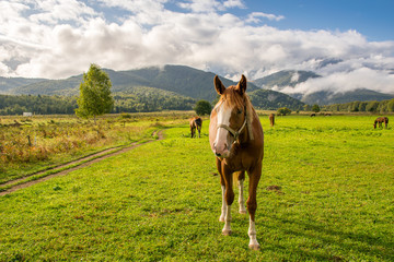Beautiful brown horse walking in the backdrop of blue skies with beautiful white clouds near the Transylvanian mountains. These horses are mostly used by shepherds in the bear county