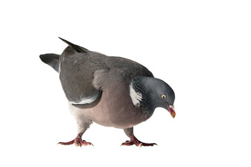 Close up view of common european wood pigeon bending down as if it is going to pick up food isolated on white background