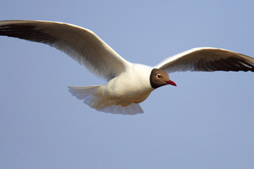 Single Black-headed gull - latin Larus ridibundus or Chroicocephalus ridibundus - known also as Laughing gull bird in flight during the spring mating season in wetlands of north-eastern Poland