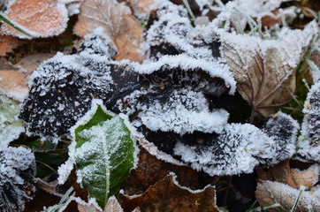 background of autumn leaves in the frost