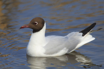 Fototapeta premium Single Black-headed gull - latin Larus ridibundus or Chroicocephalus ridibundus - known also as Laughing gull bird during the spring mating season in wetlands of north-eastern Poland
