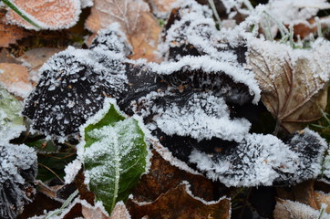 background of autumn leaves in the frost