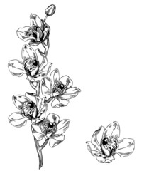 Orchid cymbidium - pen and ink illustration - obrazy, fototapety, plakaty