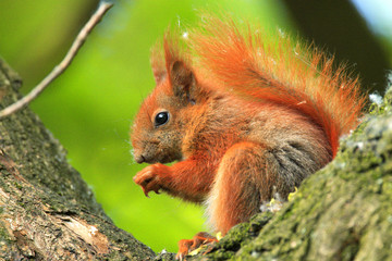Single Red Squirrel - latin Sciurus vulgaris - on a tree branch during the spring mating season in wetlands forest of north-eastern Poland