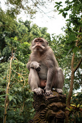 bali