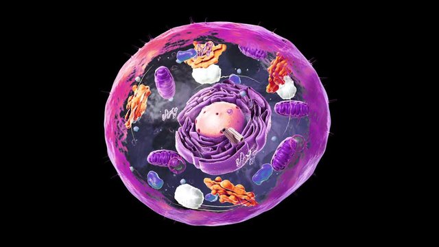 Components of Eukaryotic cell, nucleus and organelles and plasma membrane - 3d illustration