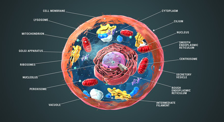 Fototapety  Oznaczona komórka eukariotyczna, jądro i organelle oraz błona plazmatyczna - ilustracja 3d