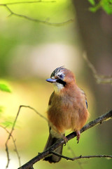 Single Eurasian Jay bird - latin Garrulus glandarius - on a tree branch during the spring mating season in wetlands of north-eastern Poland