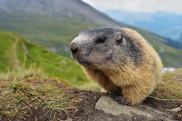 alpine marmot (Marmota marmota) in the natural autumn environment 