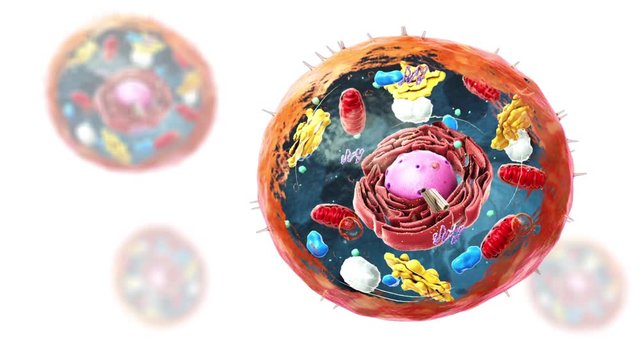 Components of Eukaryotic cell, nucleus and organelles and plasma membrane - 3d illustration