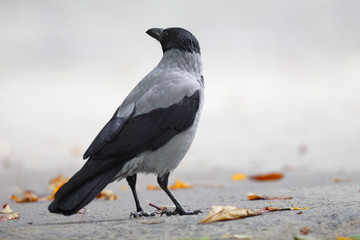 Single Hooded crow bird - latin Corvus cornix - during the spring mating season in wetlands of north-eastern Poland