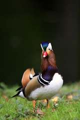 Single male Mandarin Duck - latin Aix galericulata - bird natively inhabiting East Asia, in a spring mating season in a city park
