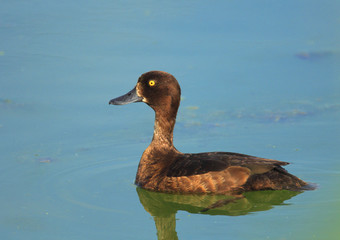 Single female Tufted Duck bird - latin Aythya fuligula - on a water surface during the spring mating season in wetlands of north-eastern Poland
