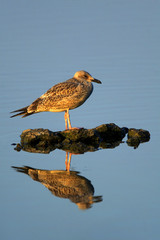 Single Herring Gull bird - latin Larus argentatus - on a water surface during the spring mating season in wetlands of north-eastern Poland