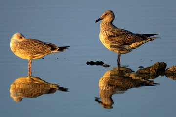 Pair of Herring Gull birds - latin Larus argentatus - on a water surface during the spring mating season in wetlands of north-eastern Poland