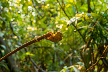 Parsons chameleon, Calumma parsonii on a tree on Madagascars island Nosy Komba close to Nosy Be