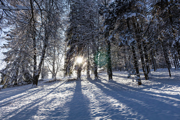 Majestic winter landscape. frosty pine tree under sunlight at sunset. christmas holiday concept,...