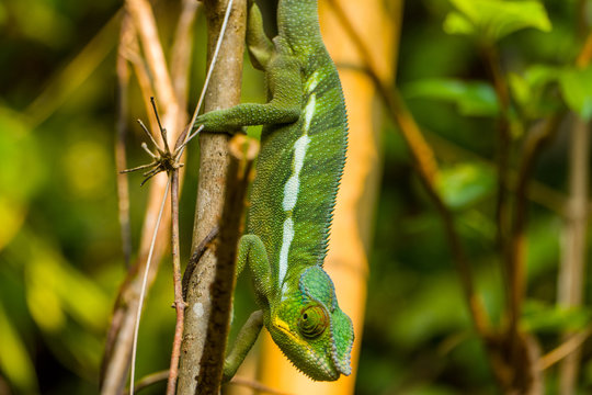 panther chameleon on a tree close-up / macro (Furcifer pardalis) in Nosy Bes Lokobe National Park Madagasca