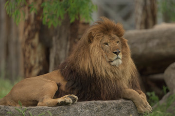 Male lion berberi lion