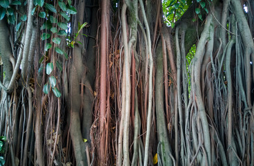 Selva, raices