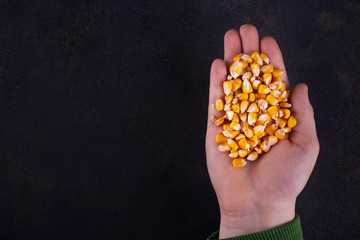 Obraz premium Corn grain in a hand on a dark background. Free space for an inscription.