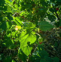 leaves with button flower 