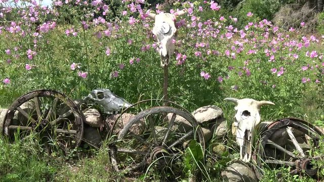 Farm animals skulls on stones, horse carriage wheels and garden flowers in wind

