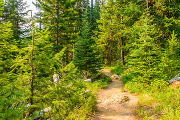 Beautiful Mountain Trail. Lightning Lake Trail at Manning Park in British Columbia. Canada.
