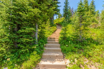 Fototapeta na wymiar A stairs at trail in Blackwall Peak trail at Manning Park, British Columbia, Canada.