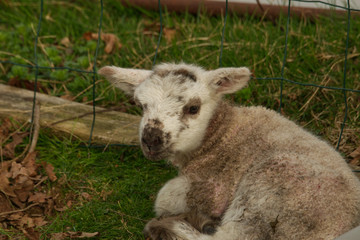 Naklejka na ściany i meble Un agneau est né cette nuit dans le champ de la voisine, sa maman la brebis est près de lui le protège et le surveille