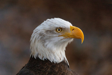 Blad Eagle Close Up