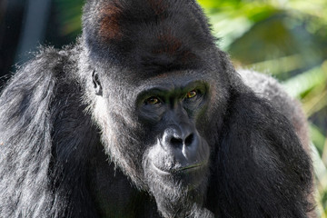 Gorilla Close Up