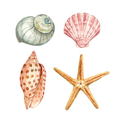 Watercolor sea shells, isolated on white background. Underwater seashells and starfish illustration.