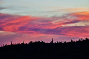 Saguaro Cacti in Silhouette at Sunset