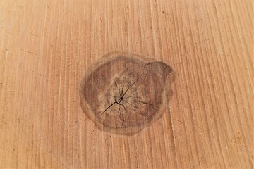 A slice of a tree with a peephole.